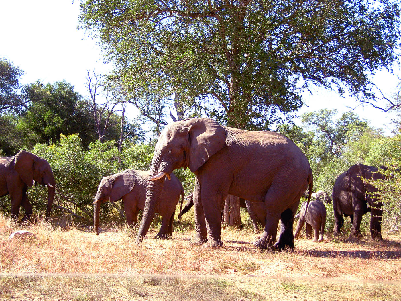 Kruger - Six Elephants by Tree.jpg